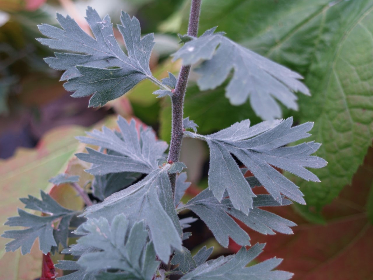 crataegus-tanacetifolia