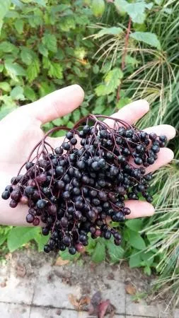 Sambucus nigra 'Donau'