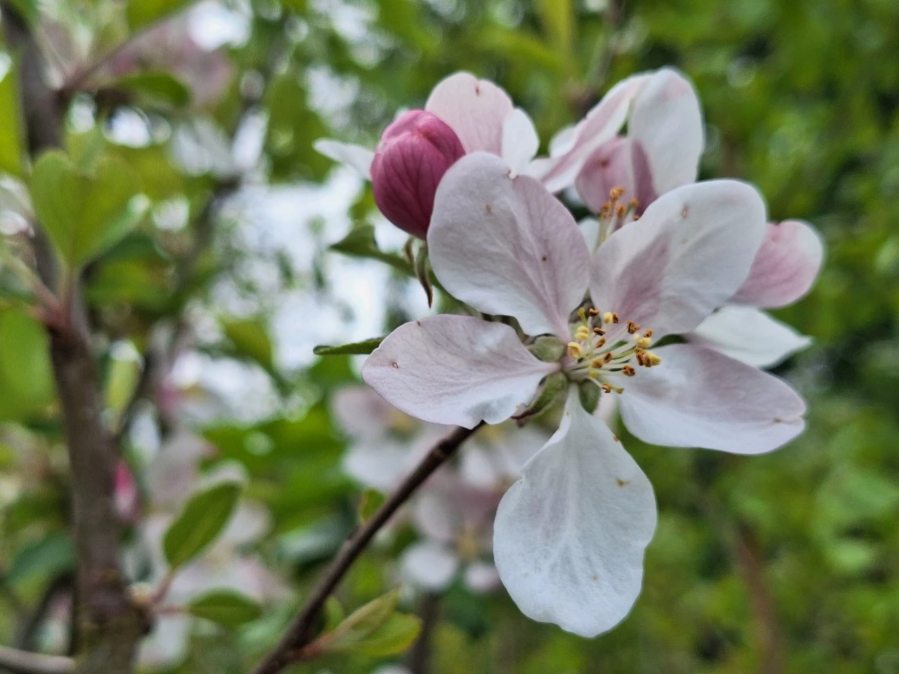 Malus domestica 'Bramley's Seedling' : C7.5 : 150-200 : onderstam Malus domestica 'MM 106'