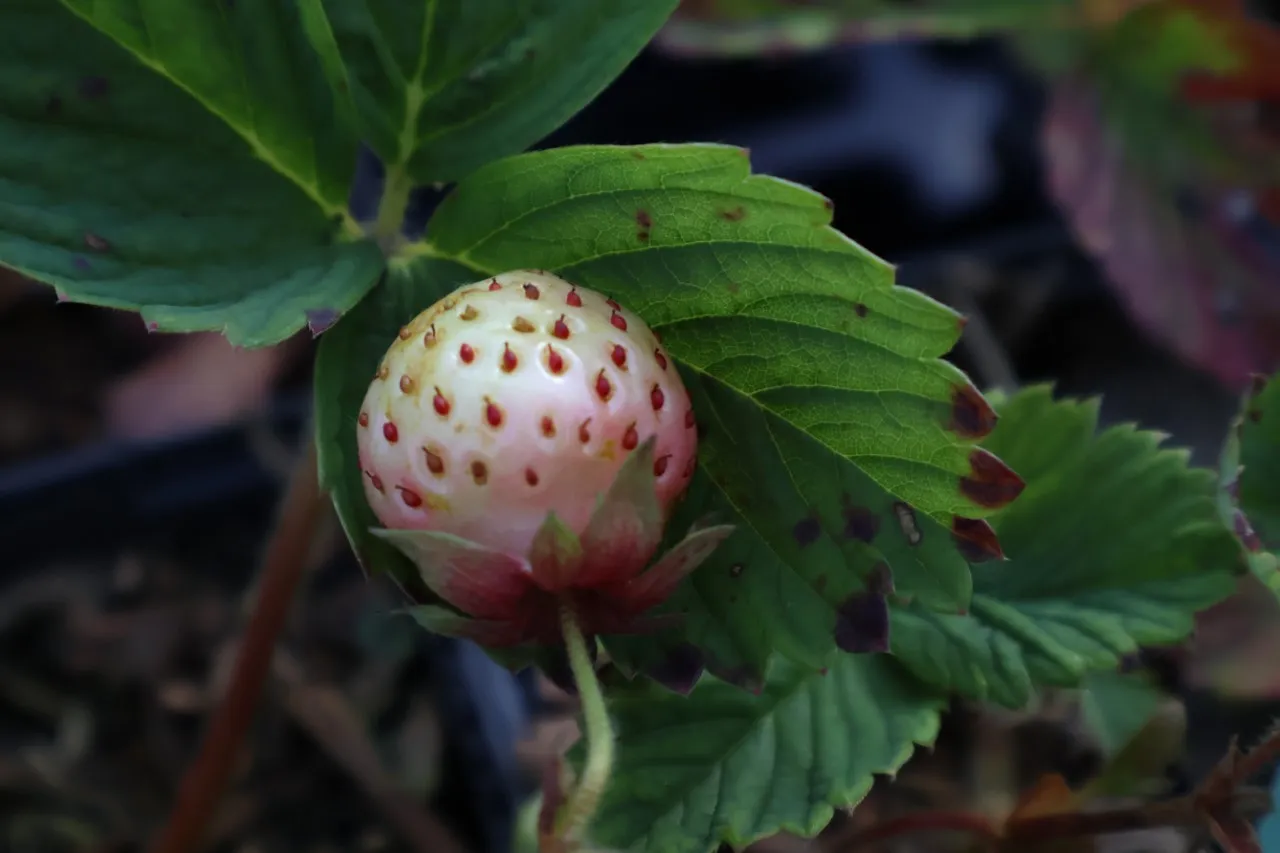 Fragaria ananassa 'Pineberry'