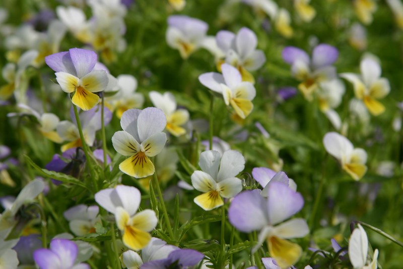 viola-tricolor