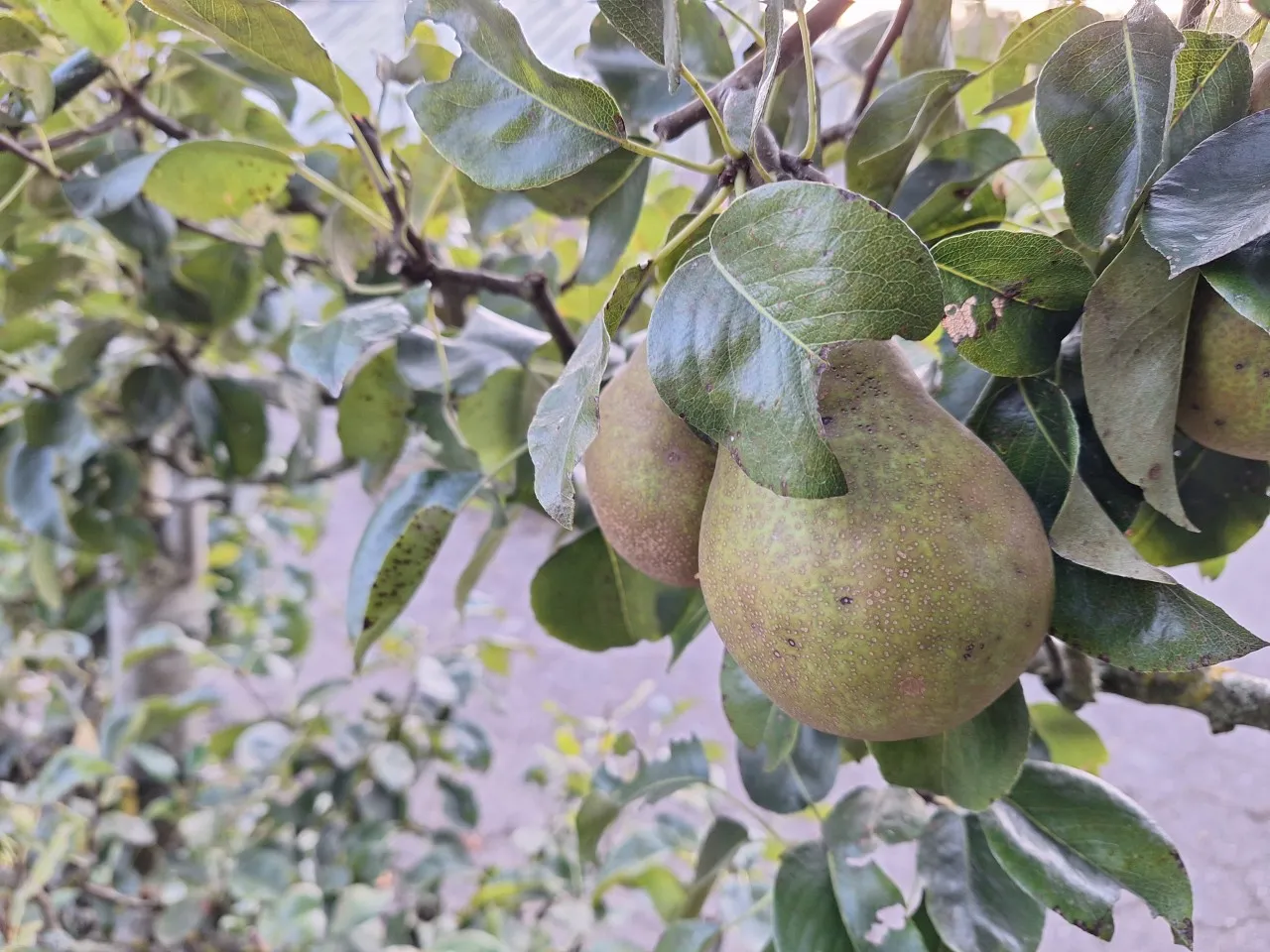 Pyrus communis 'Winterrietpeer' : C3 : 60-100 : onderstam Pyrus communis 'Kirchensaller'