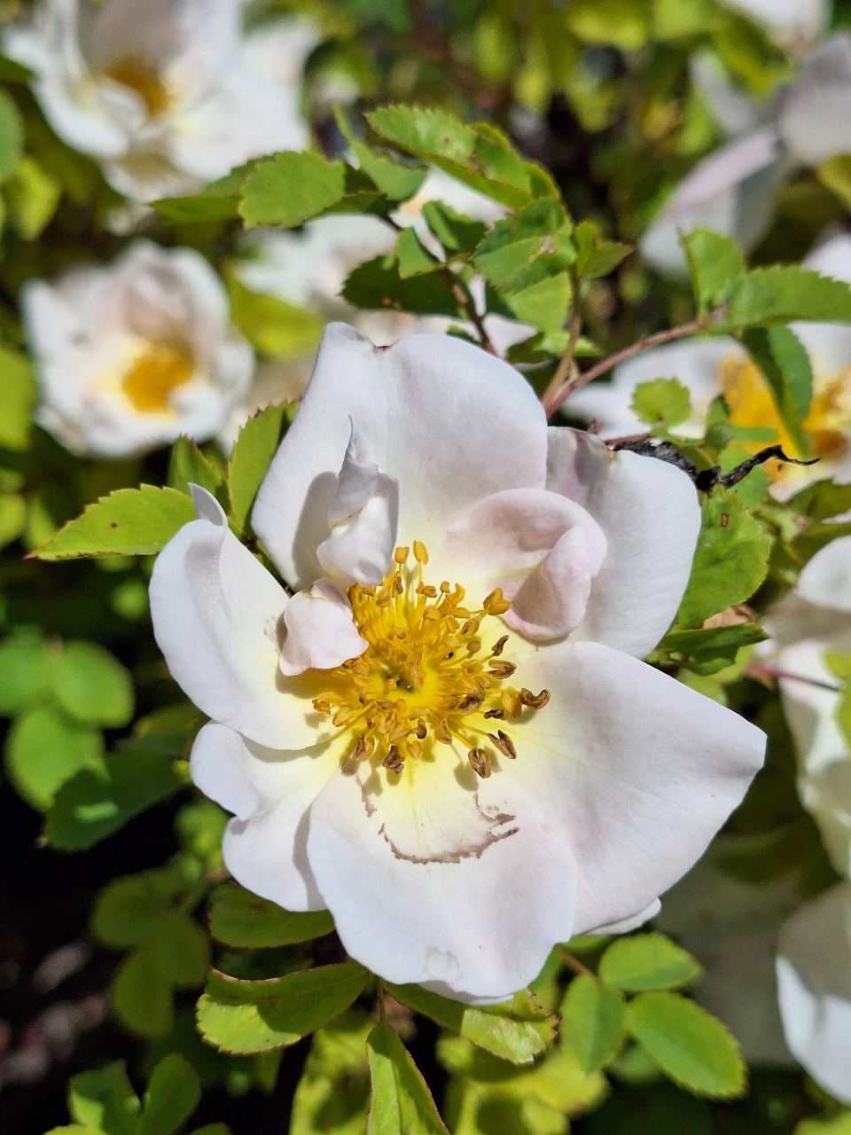 Rosa (H) 'Nevada' : C4 : 30-60