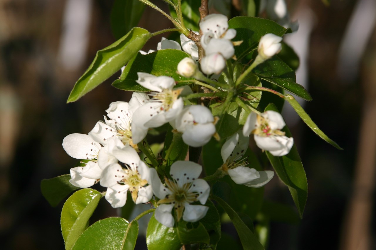 pyrus-communis-doyenn-du-comice