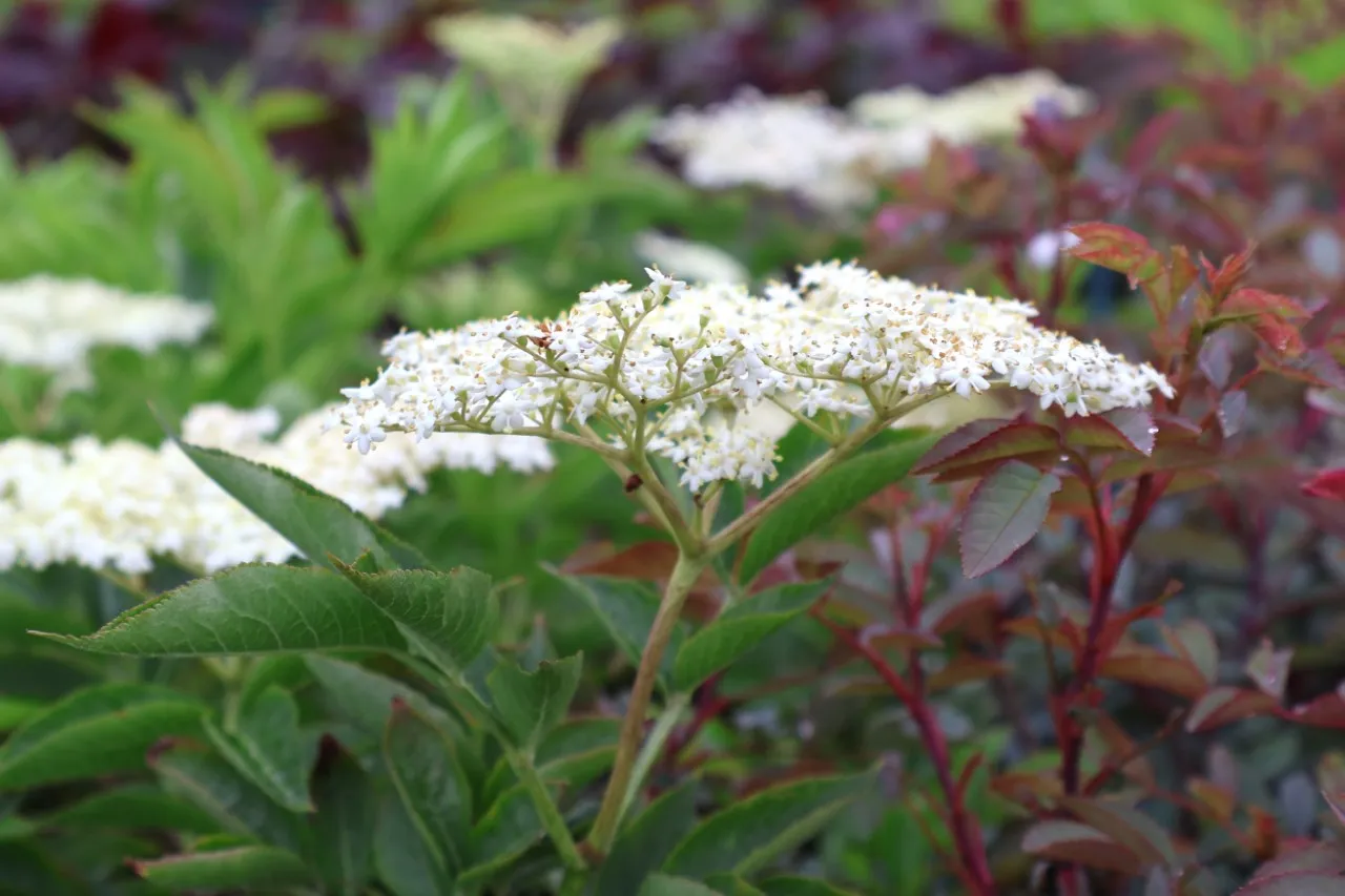 Sambucus nigra 'Donau' : C2 : 15-30