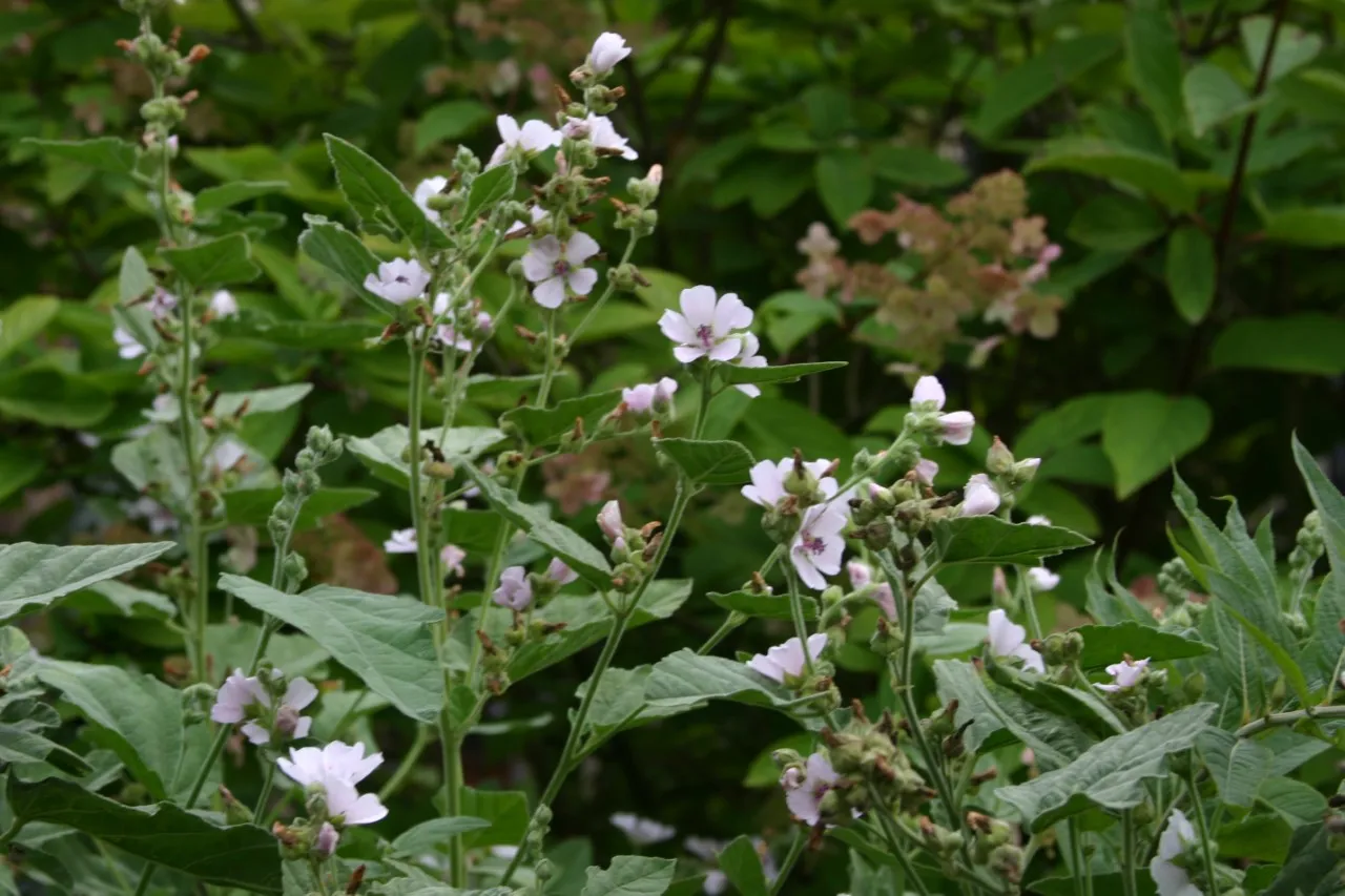 Althea officinalis Althea officinalis