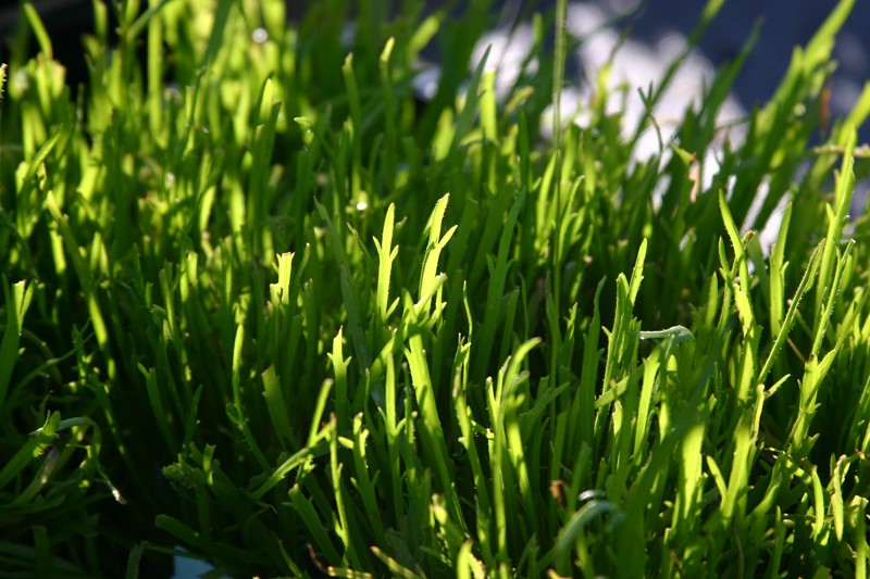 plantago-coronopus-minutina