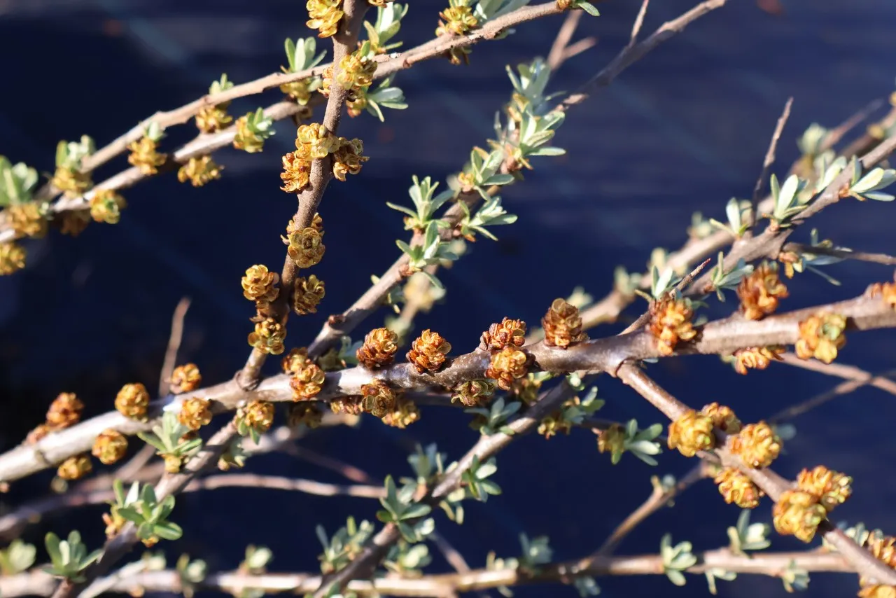Hippophae rhamnoides 'Pollmix 4'
