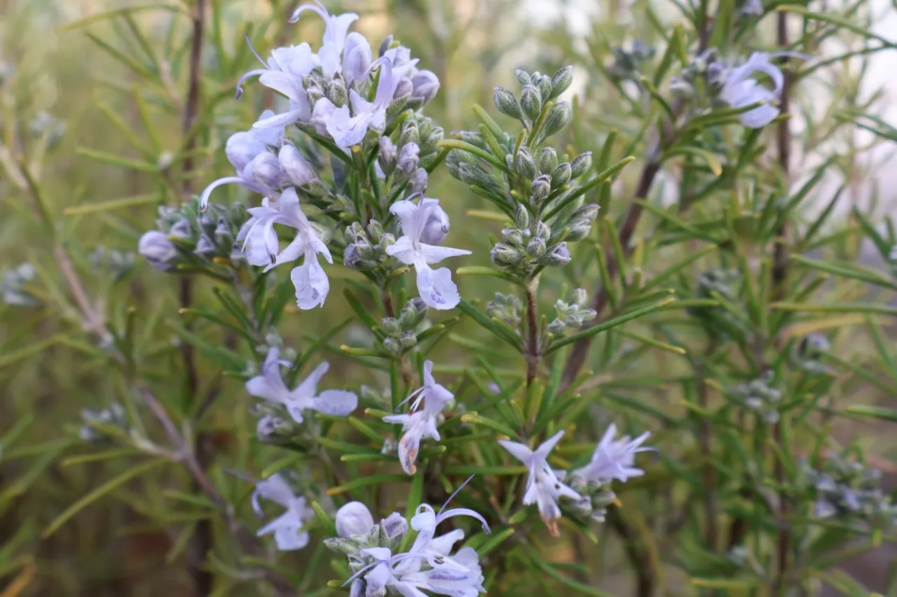 Rosmarinus officinalis 'Green Ginger'