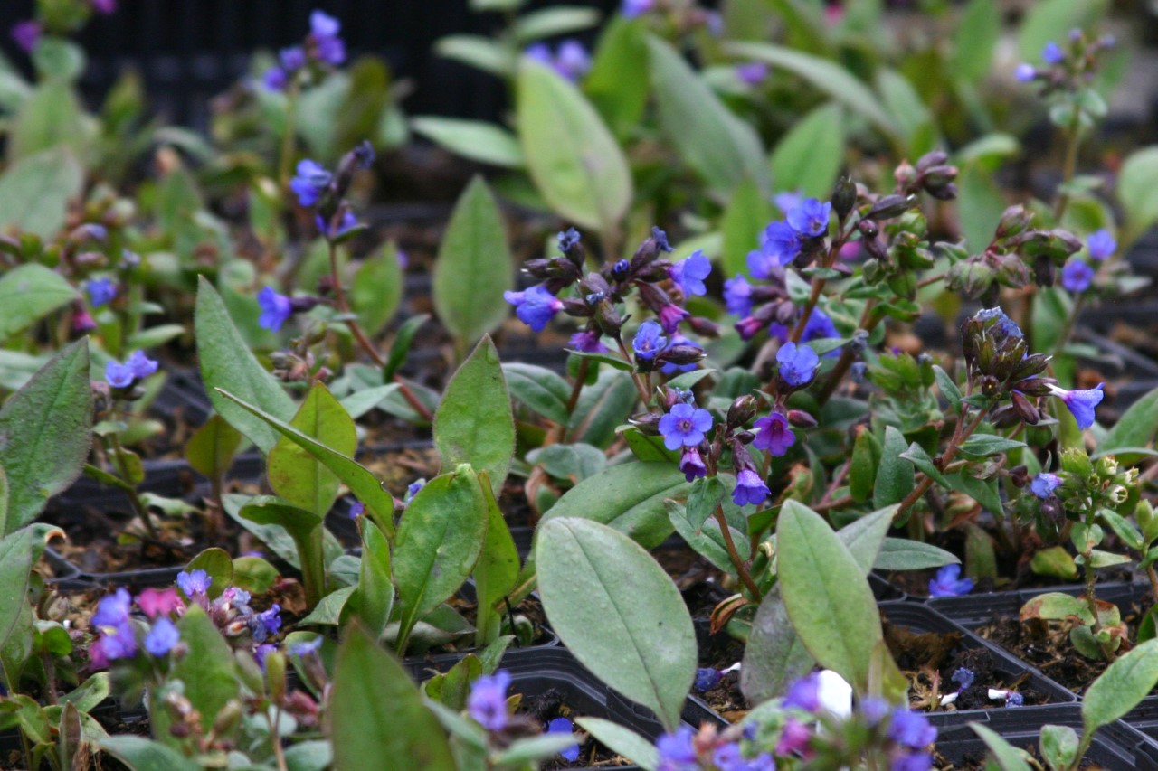pulmonaria-blue-ensign