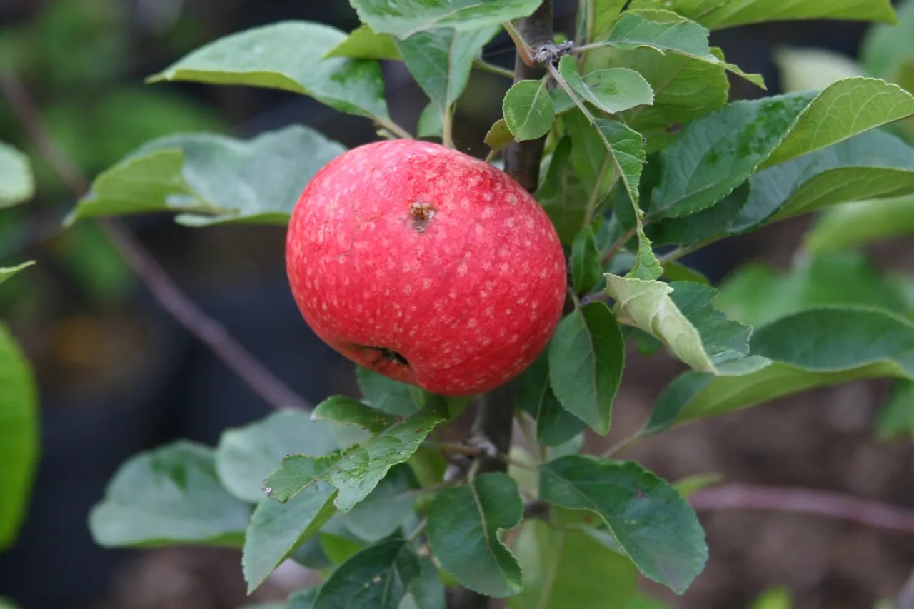 Malus domestica 'Beauty of Bath' : C7.5 : 150-200 : onderstam Malus domestica 'MM 106'