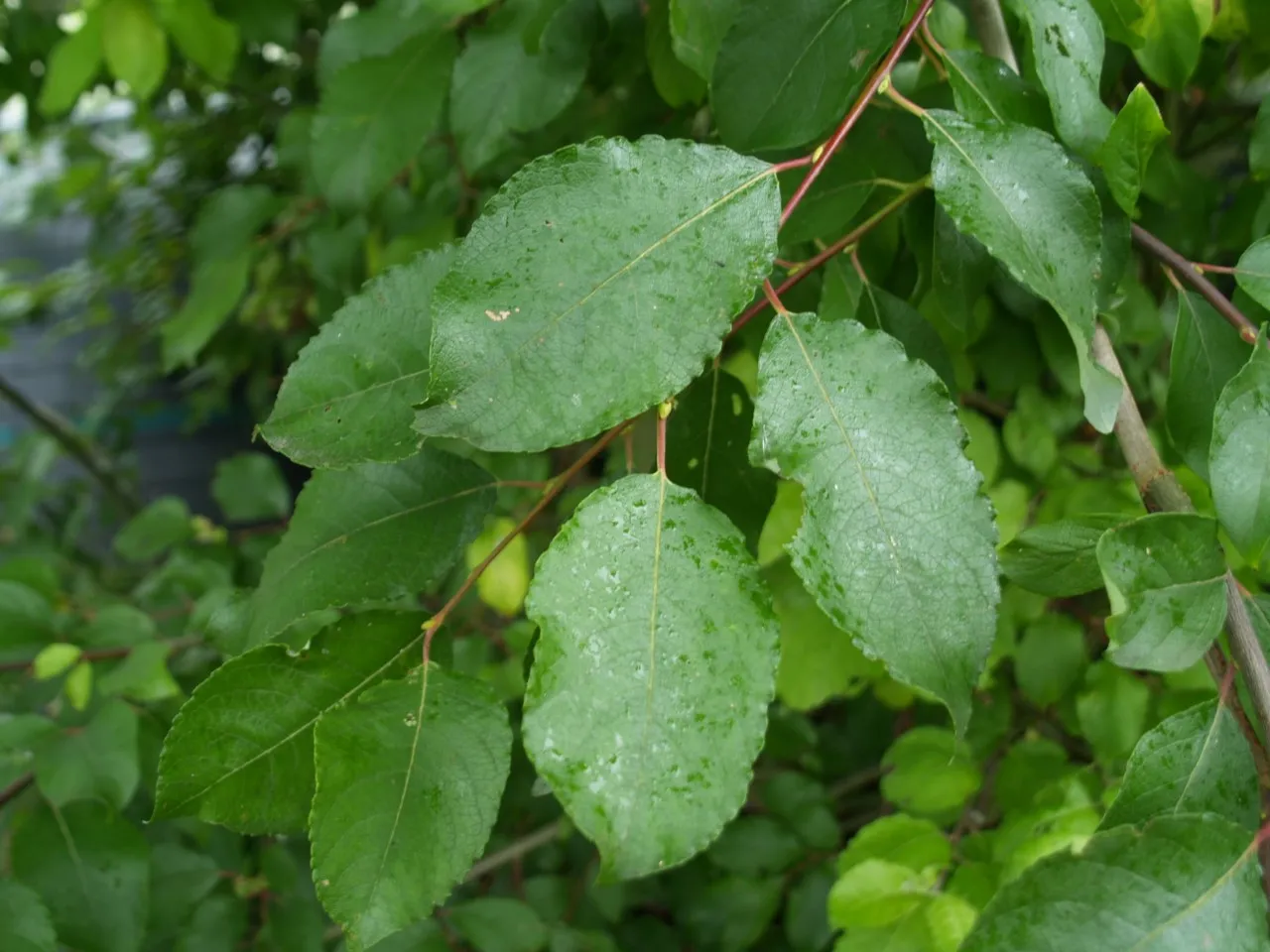 Salix caprea : W : 60-100