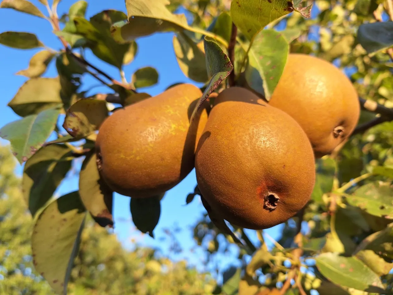 Pyrus communis 'Winterrietpeer'