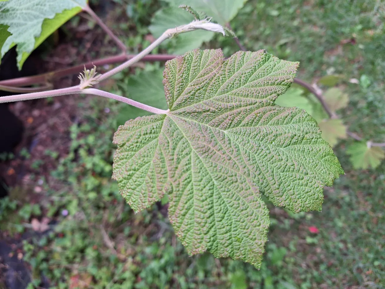Rubus setchuenensis : C2 : 30-60