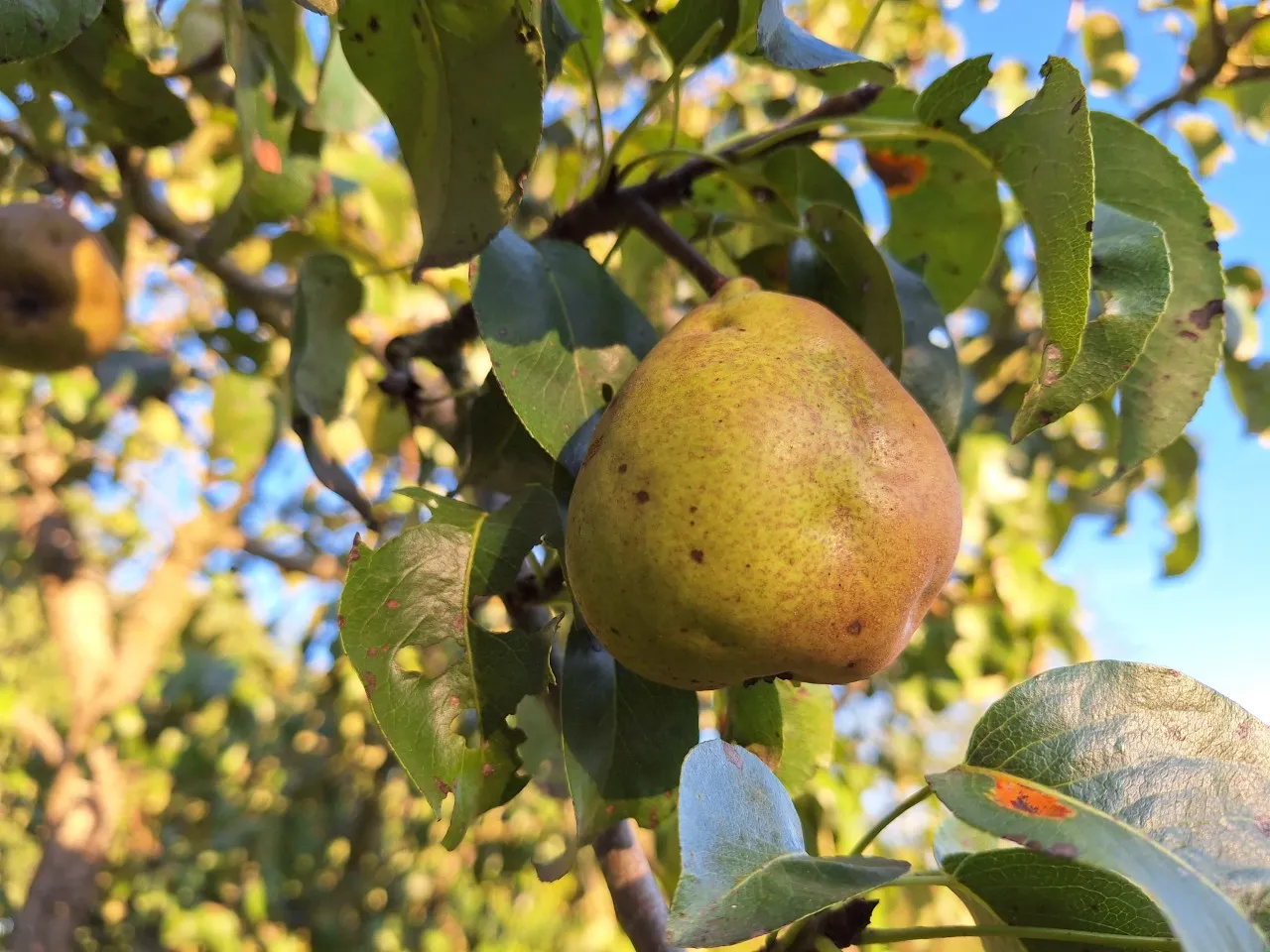 Pyrus communis 'Beurre Hardy'
