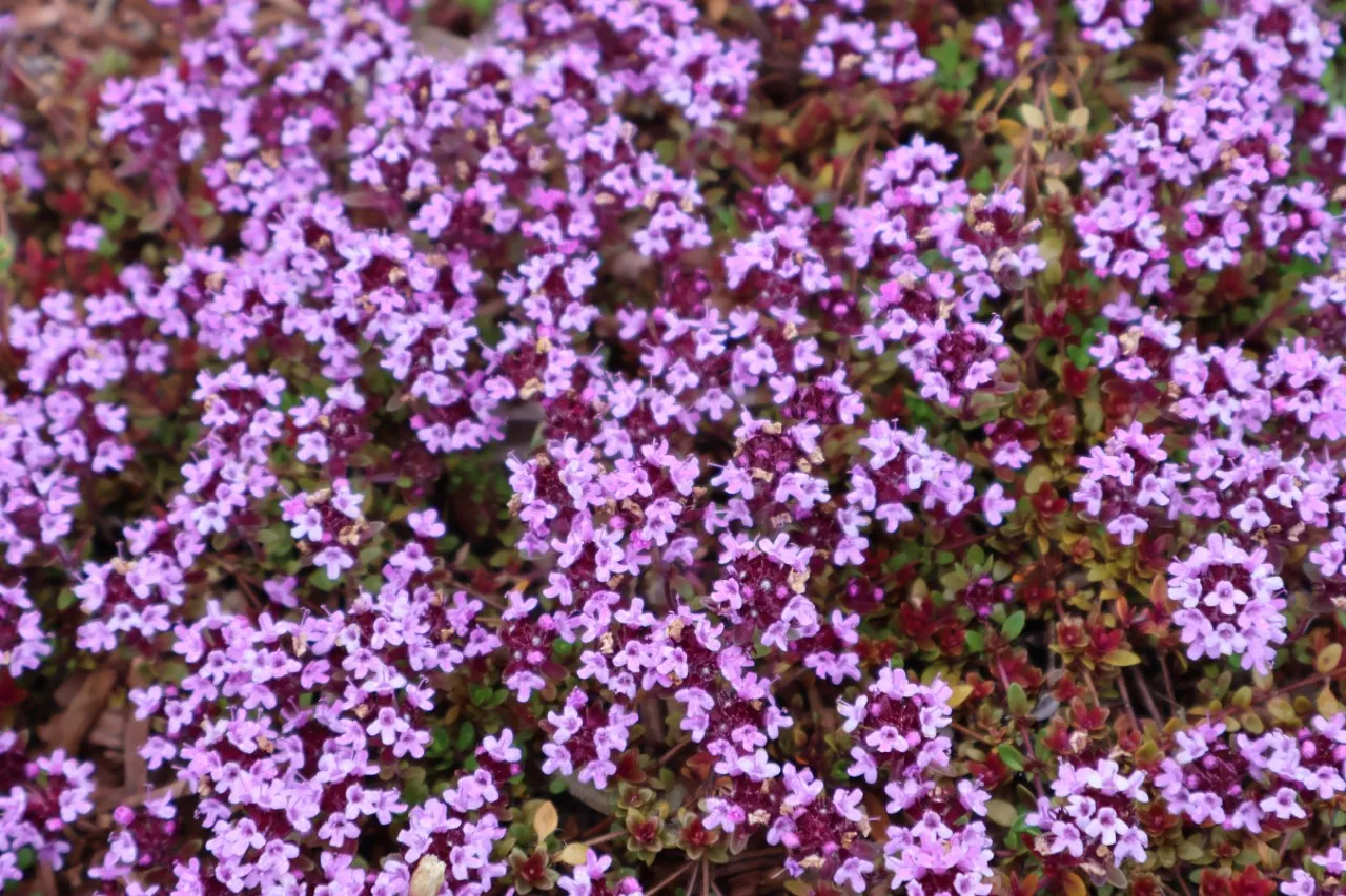 Thymus praecox 'Coccineus'