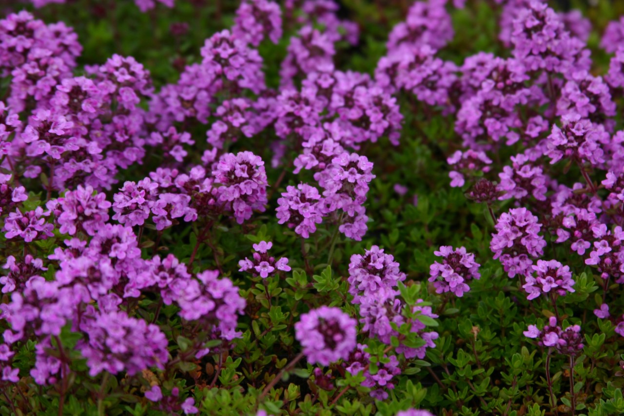 Thymus citr. 'Lammefjord'