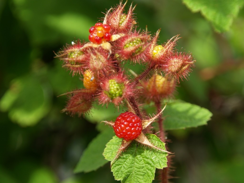 rubus-phoenicolasius