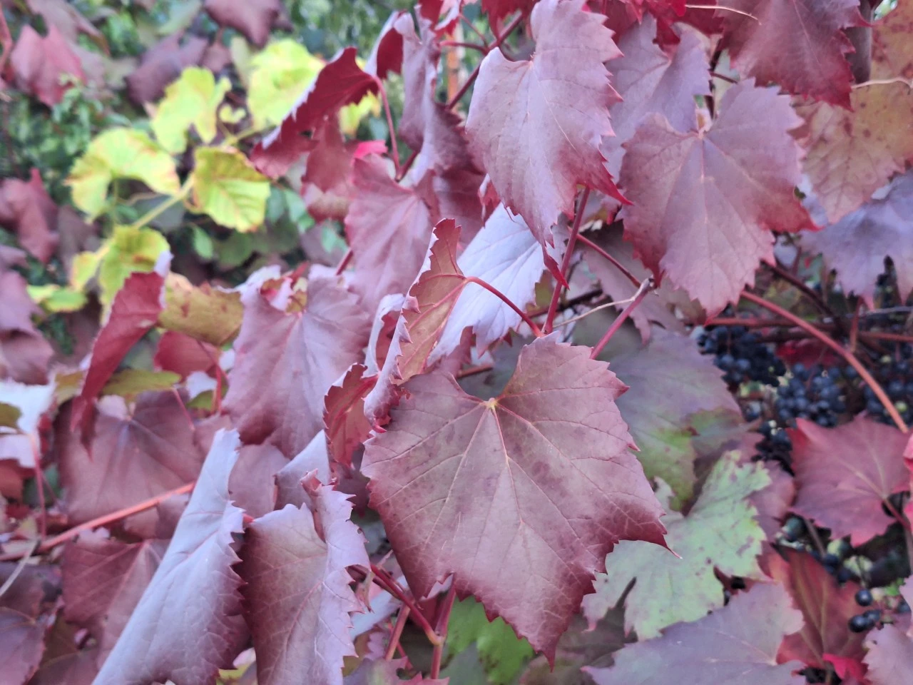 Vitis vinifera 'Spetchley Red' : C2 : 60-100