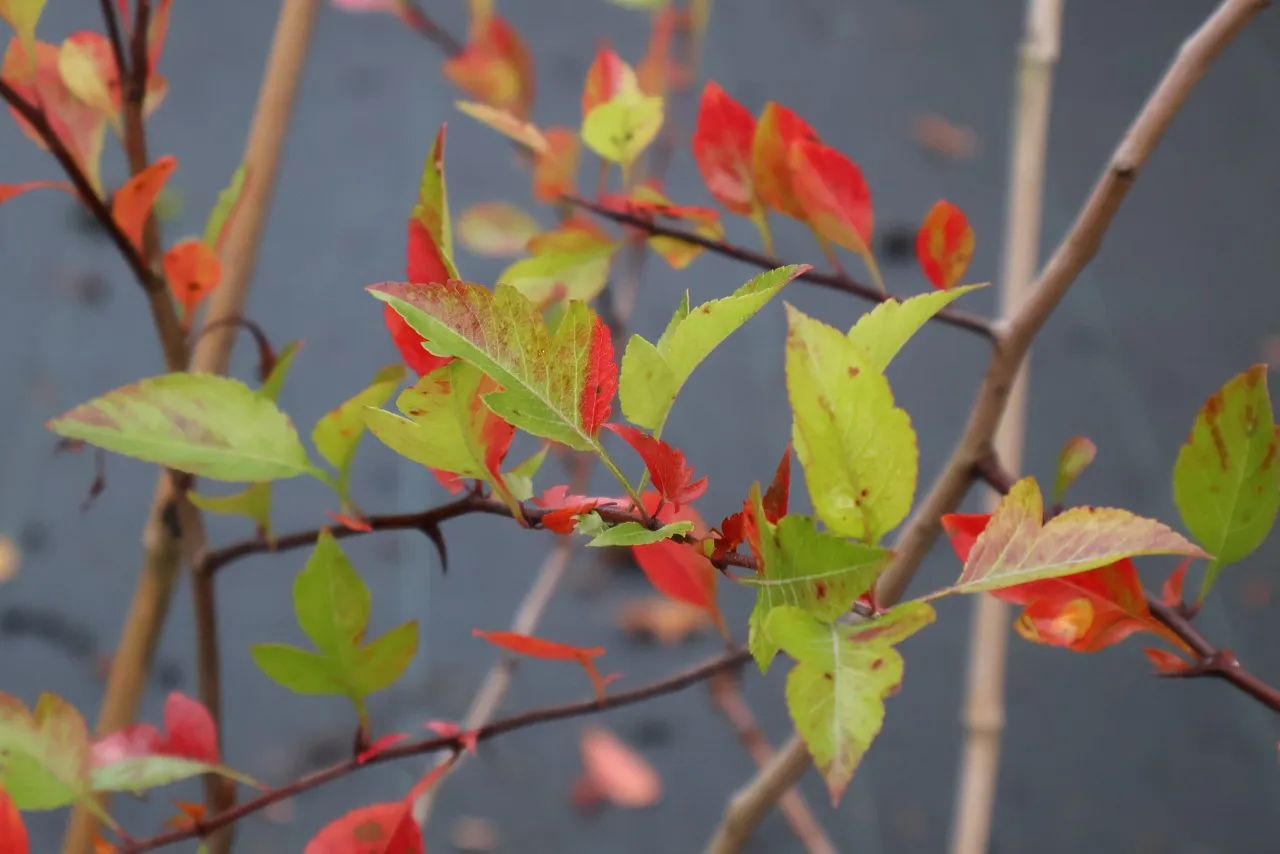 Crataegus brachyacantha