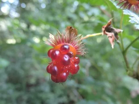 Rubus spectabilis 'Vreedenhorst Rood' : C2 : 30-60