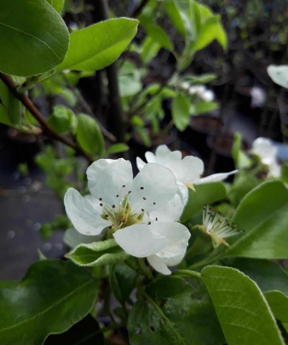 pyrus-communis-winterrietpeer