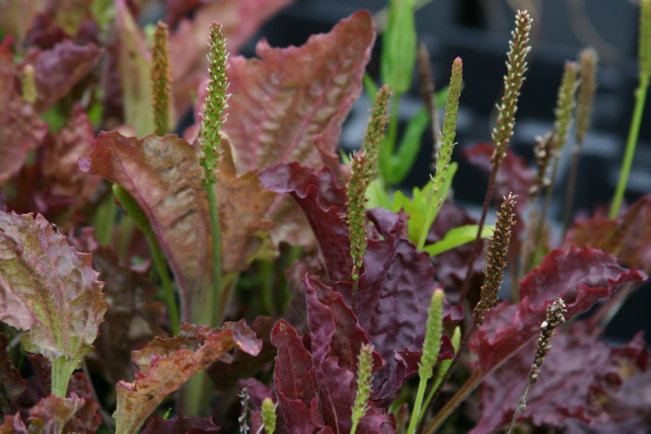 plantago-major-purple-perversion