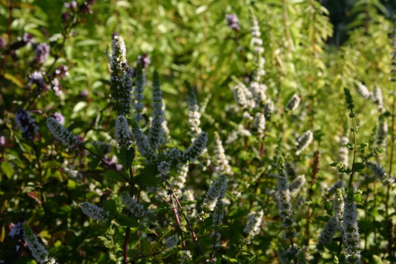 Mentha villosa 'Mojito'