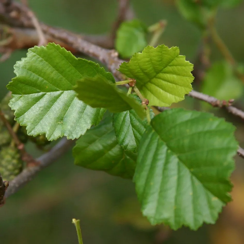 Alnus glutinosa   autochtoon Alnus glutinosa   autochtoon