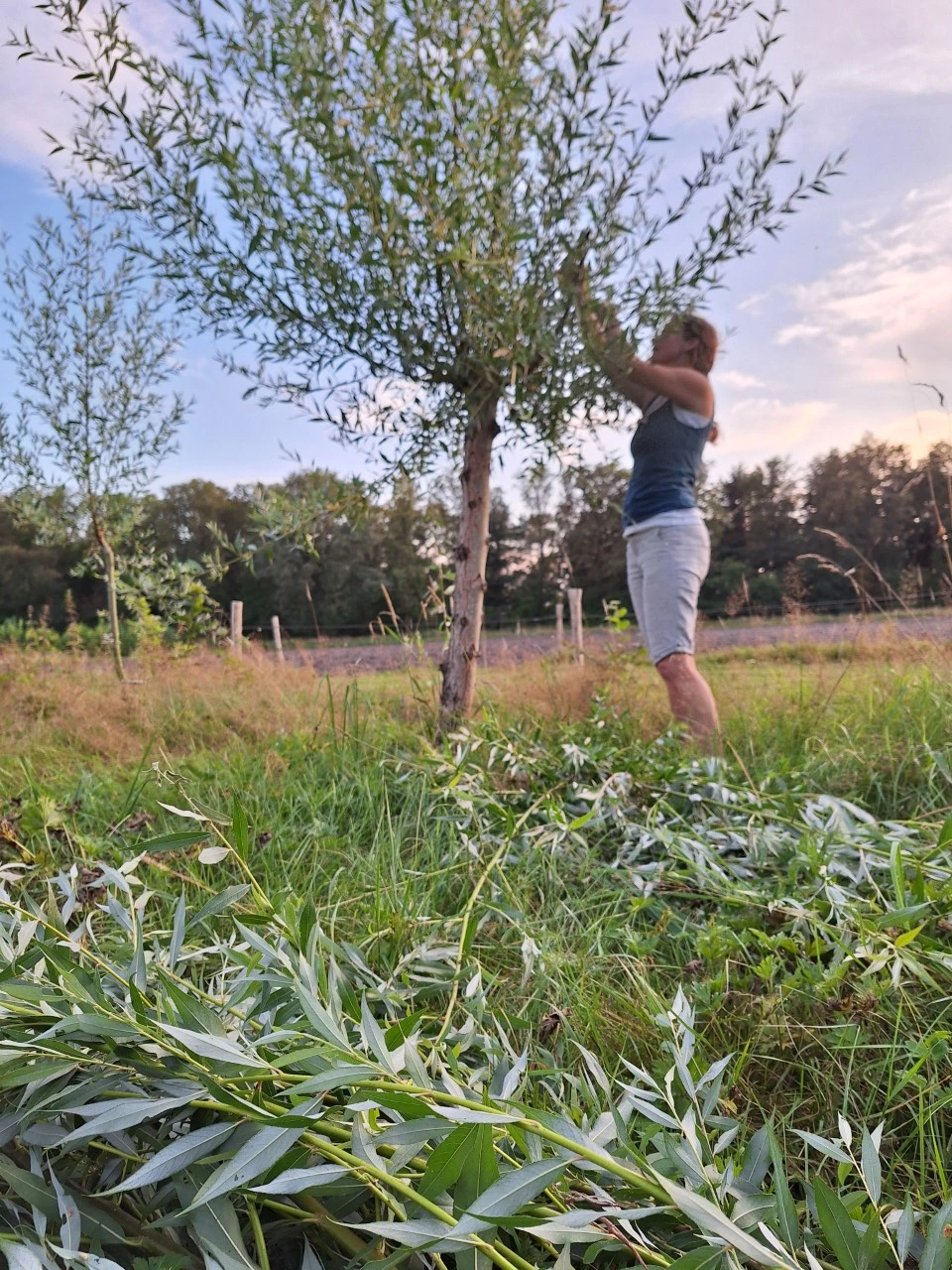 Salix alba ssp vitellina