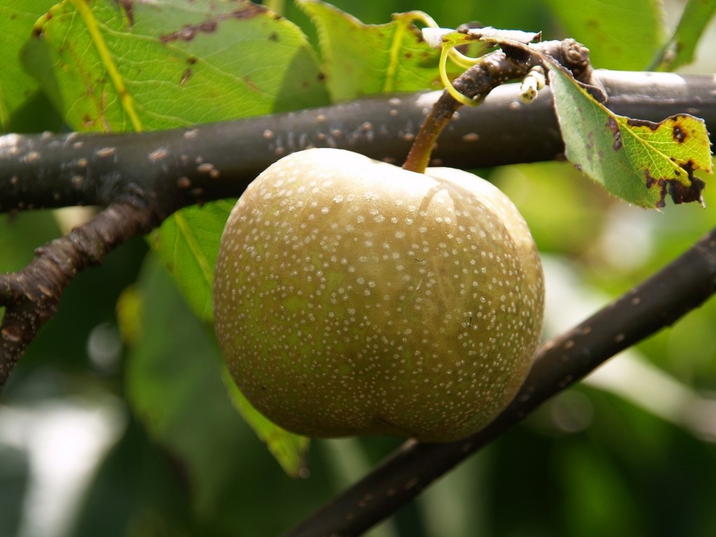 pyrus-pyrifolia-kosui