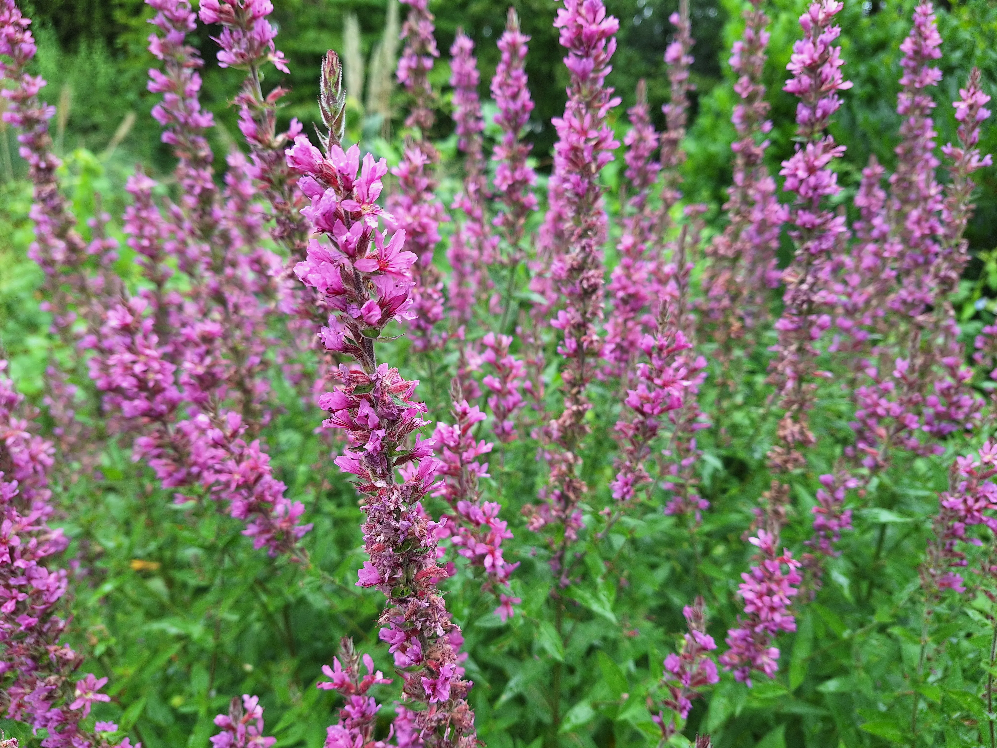Lythrum salicaria