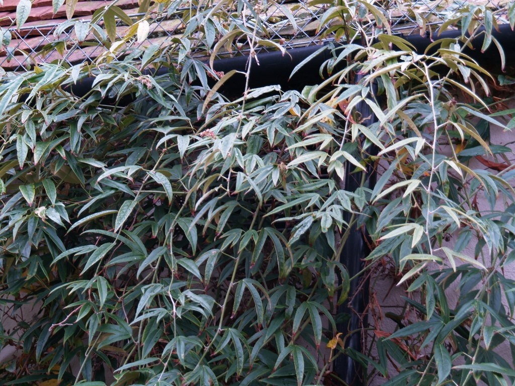 rubus-henryi-var-bambusarum