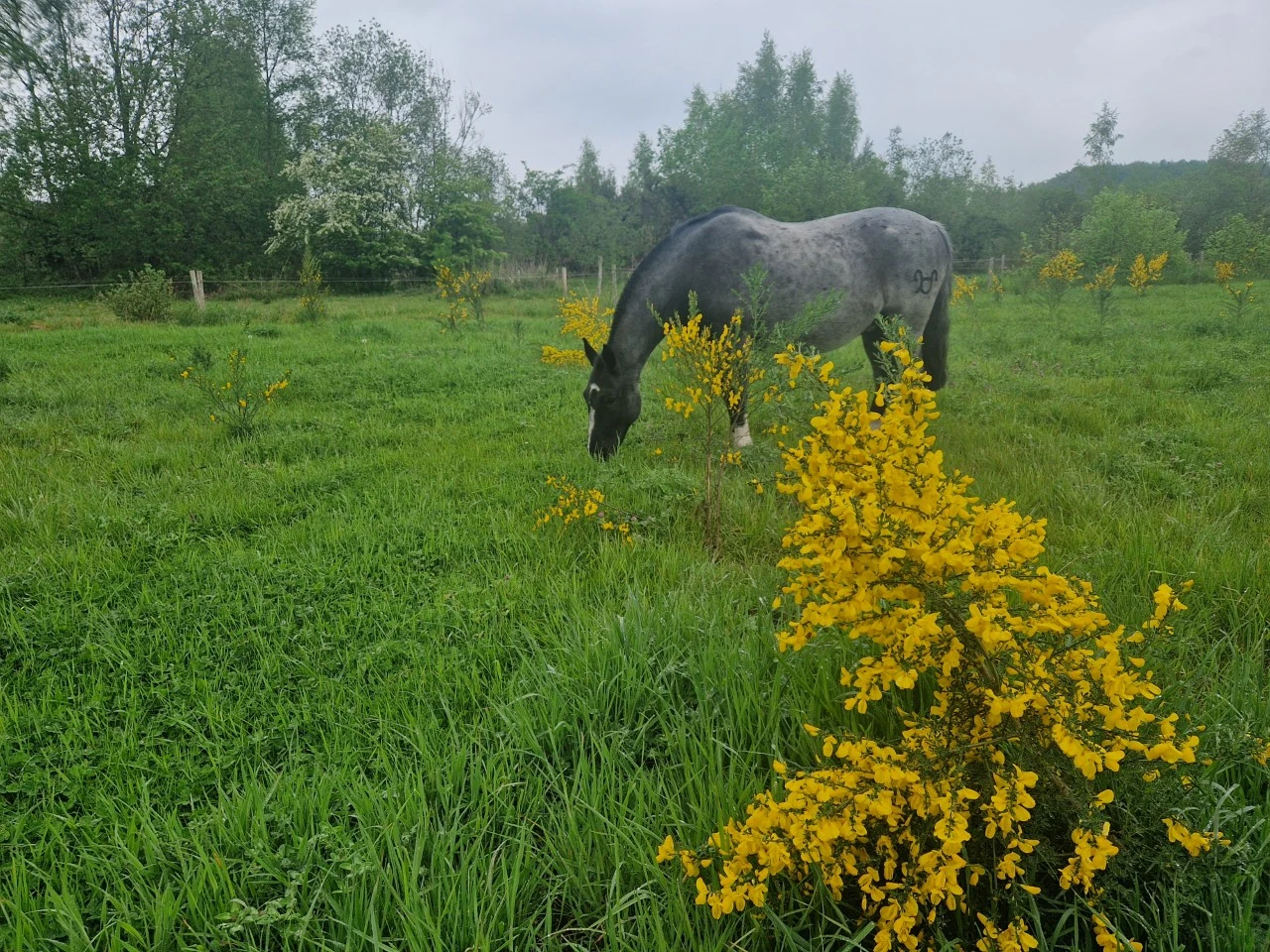 Giftige planten voor paarden: zo kies je wel veilige eetbare planten.
