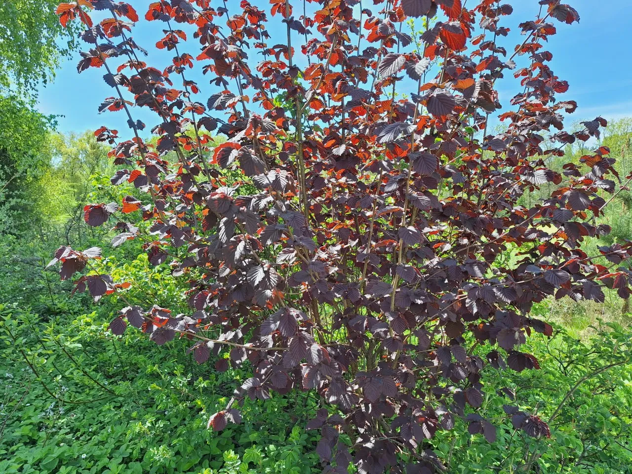 Corylus 'Rode Zellernoot'