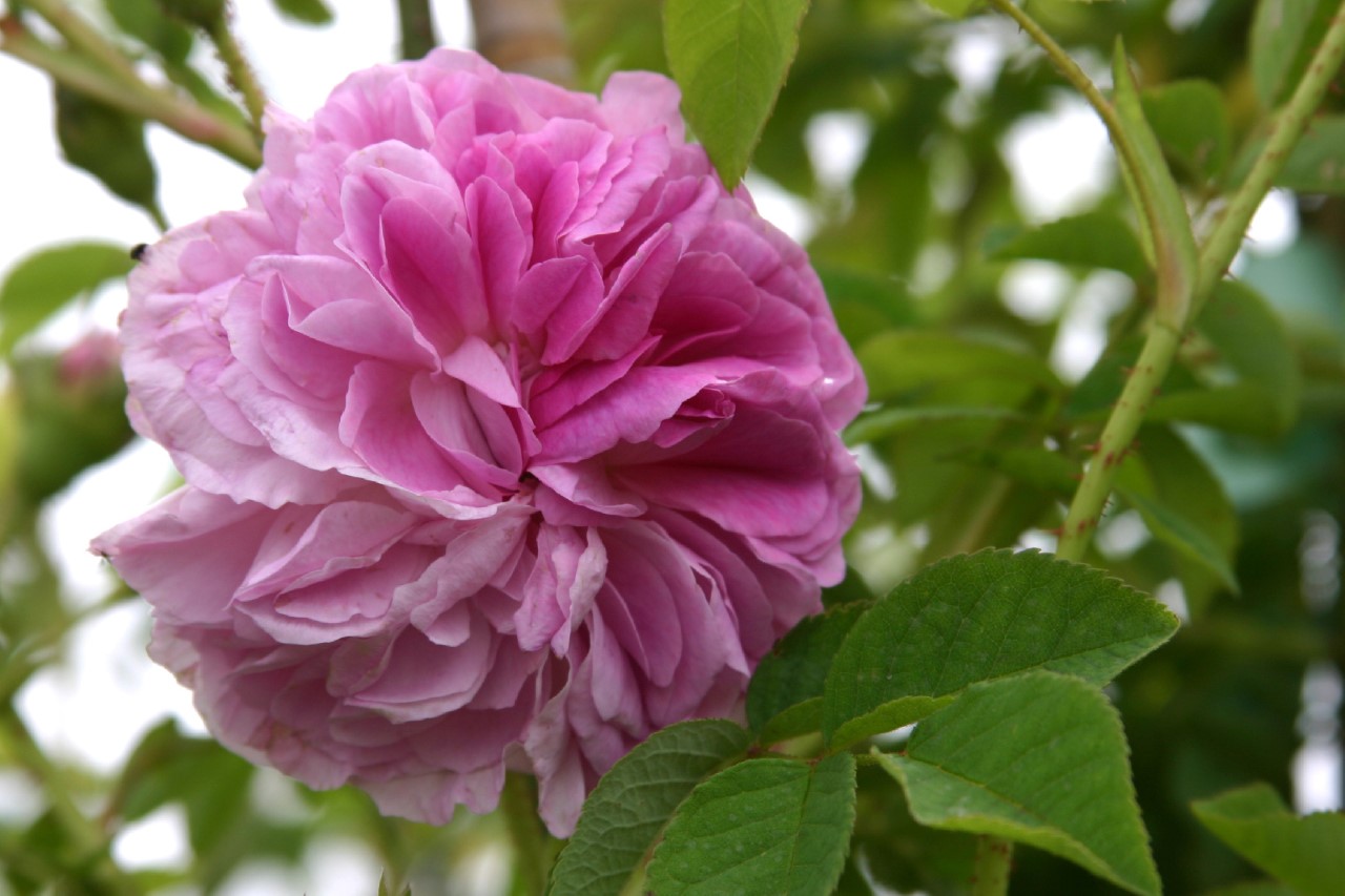 rosa-blush-damask