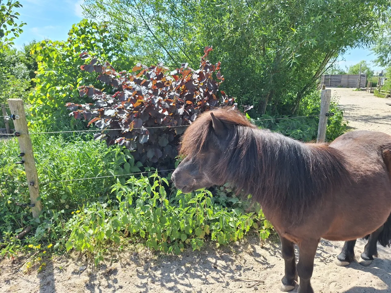 Waarom is uitzicht zo belangrijk voor je Shetlander?