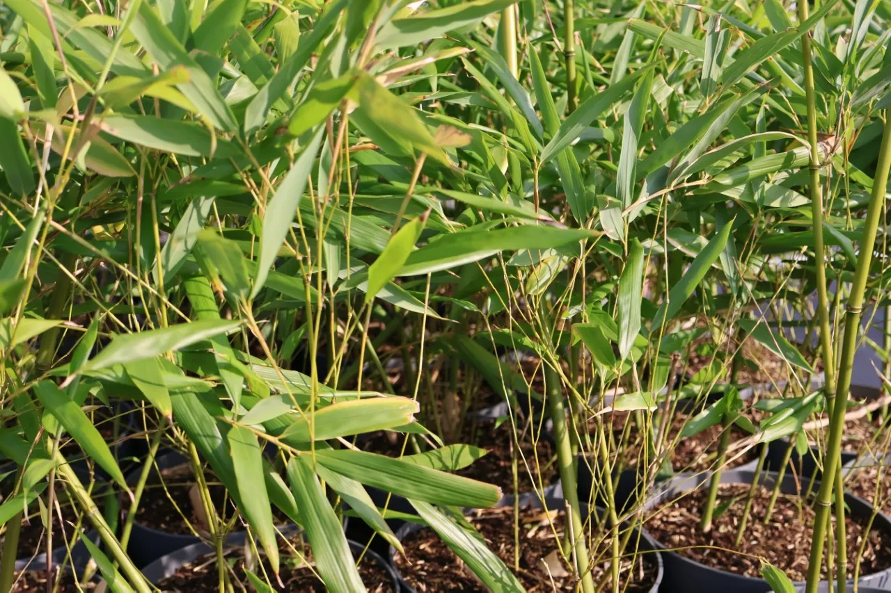 Phyllostachys bissetii