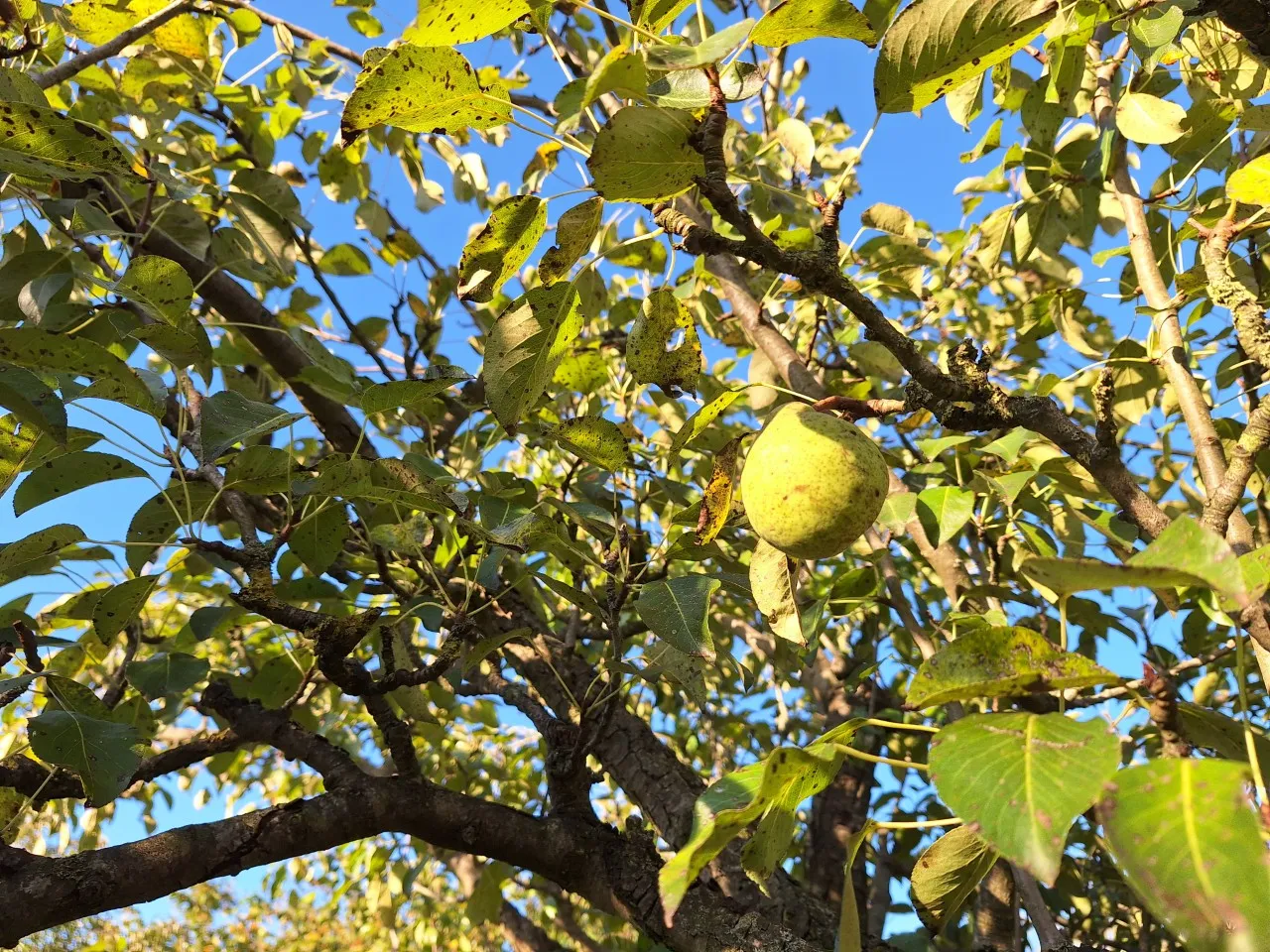 Pyrus communis 'Clapp's Favourite' : C5 : 100-150