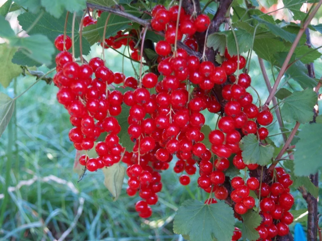 Ribes rubrum 'Rolan' : C2 : 15-30