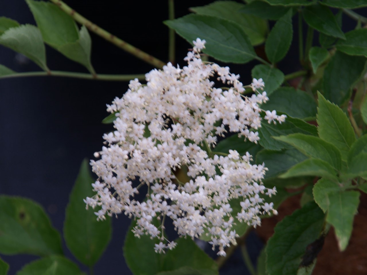 sambucus-nigra-haschberg