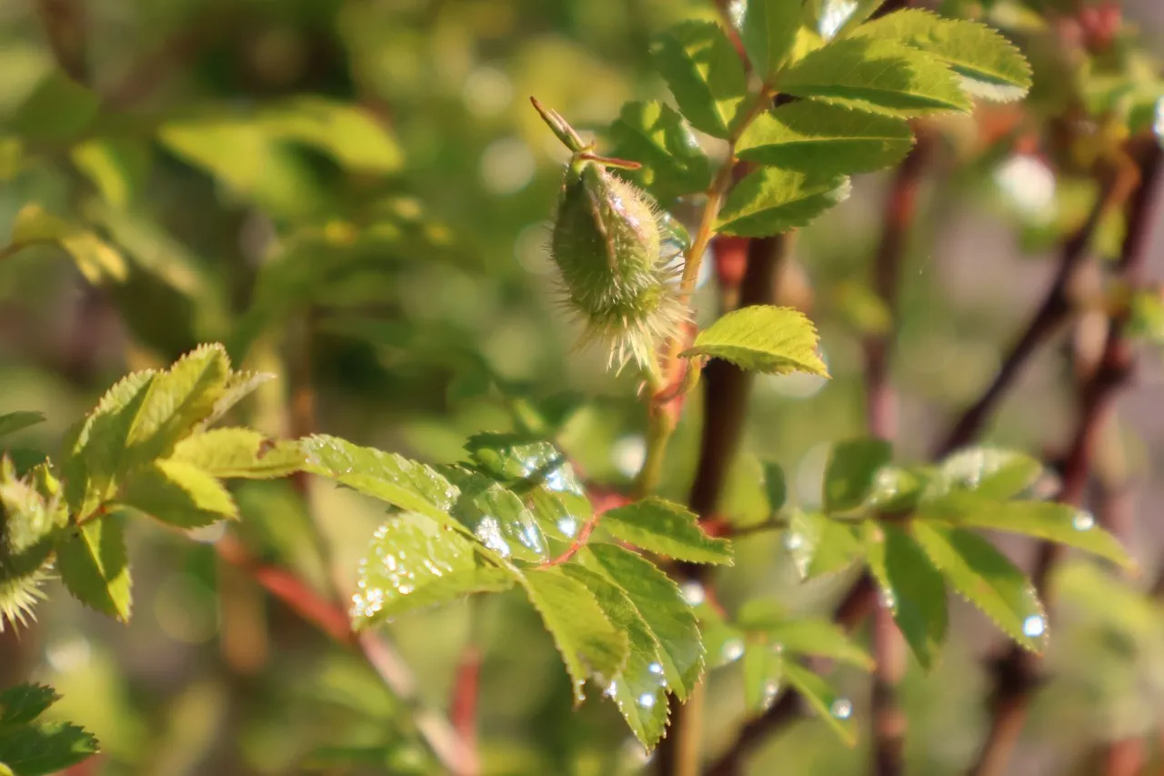 Rosa roxburghii
