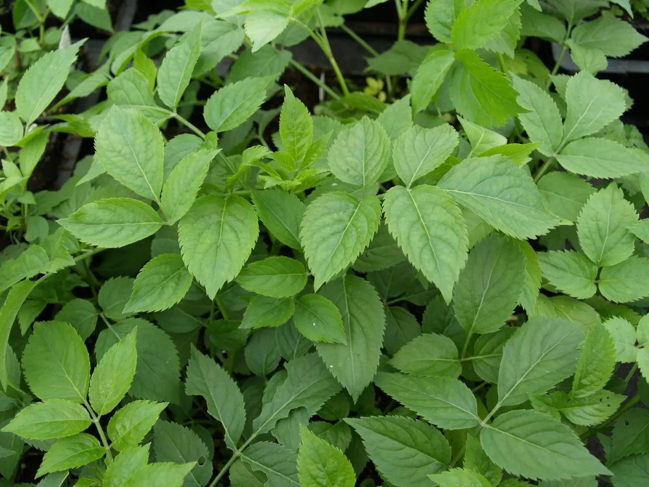 Sambucus nigra 'Samidan' : C2 : 30-60