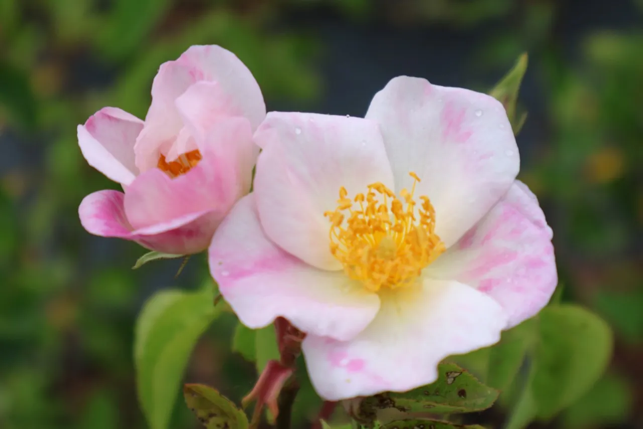 Rosa 'Dupontii'