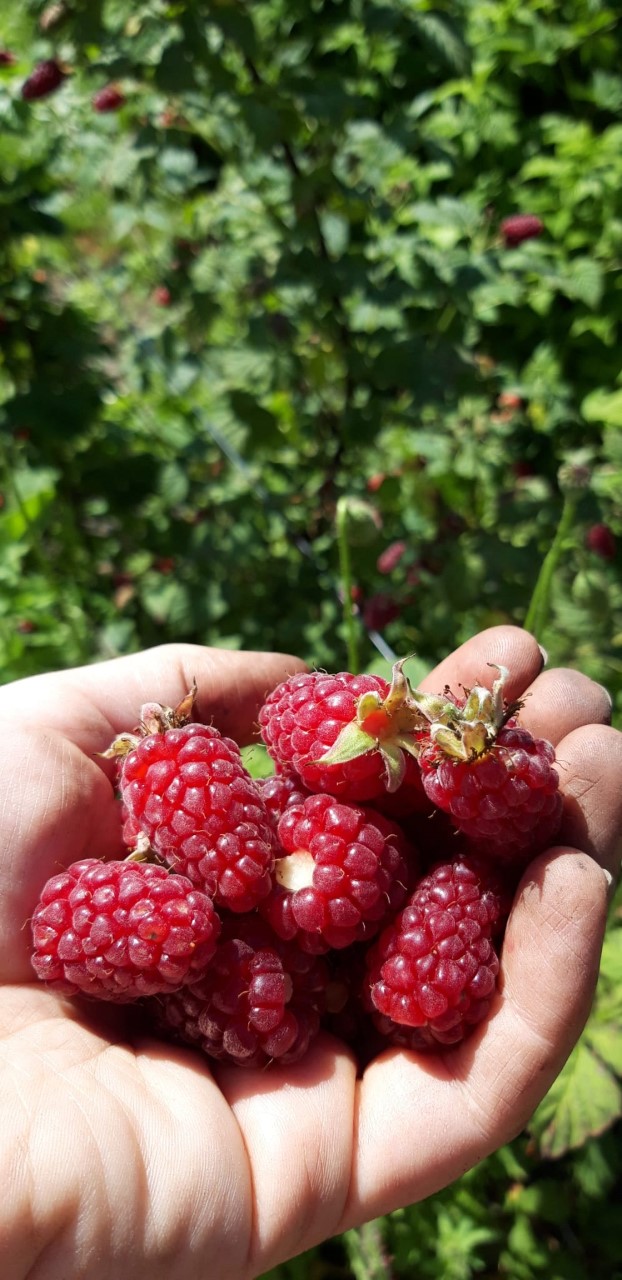 rubus-tayberry