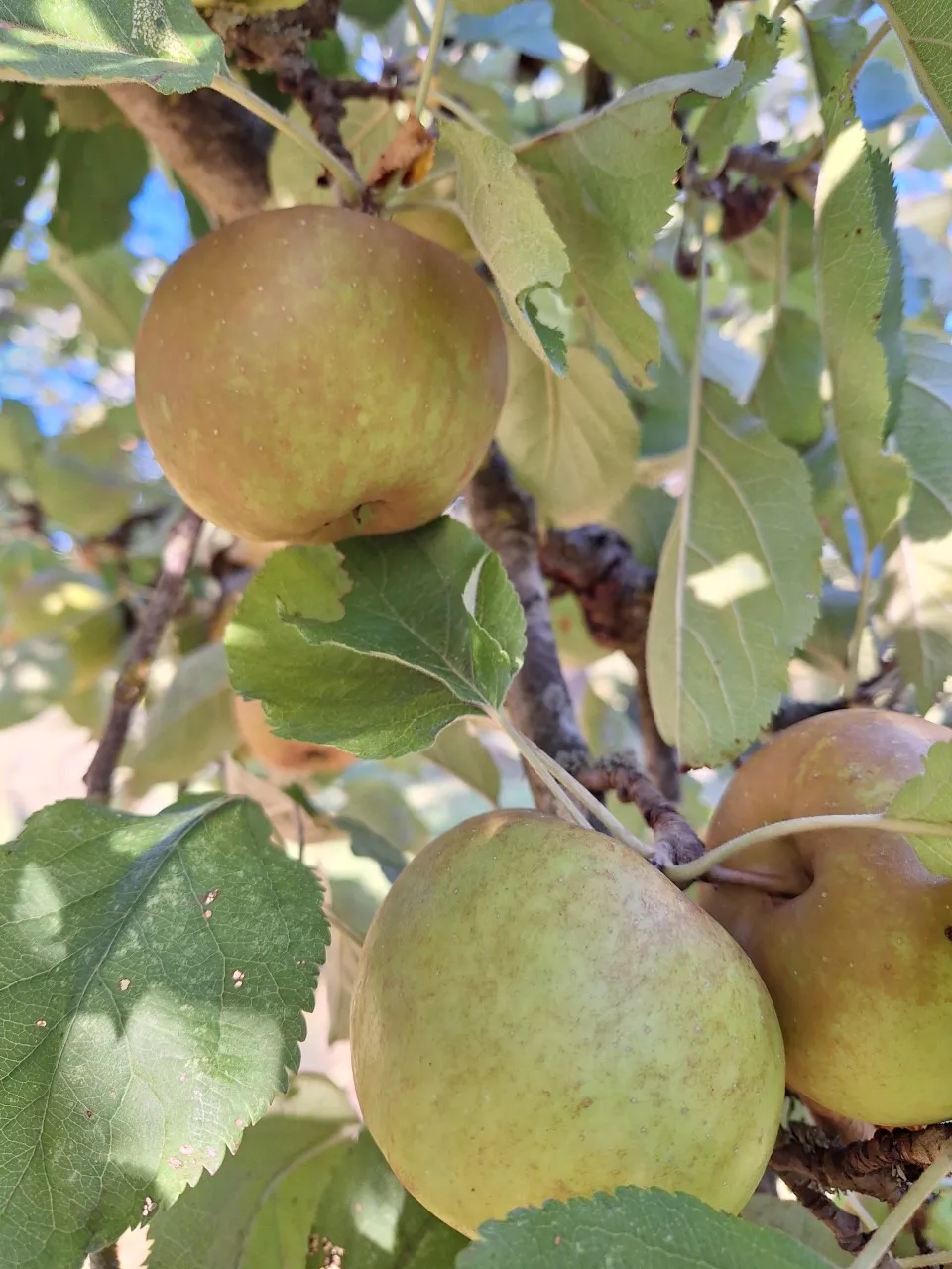 Malus domestica 'Schone van Boskoop' :  C3 : 60-100 : onderstam Malus domestica 'MM 111'