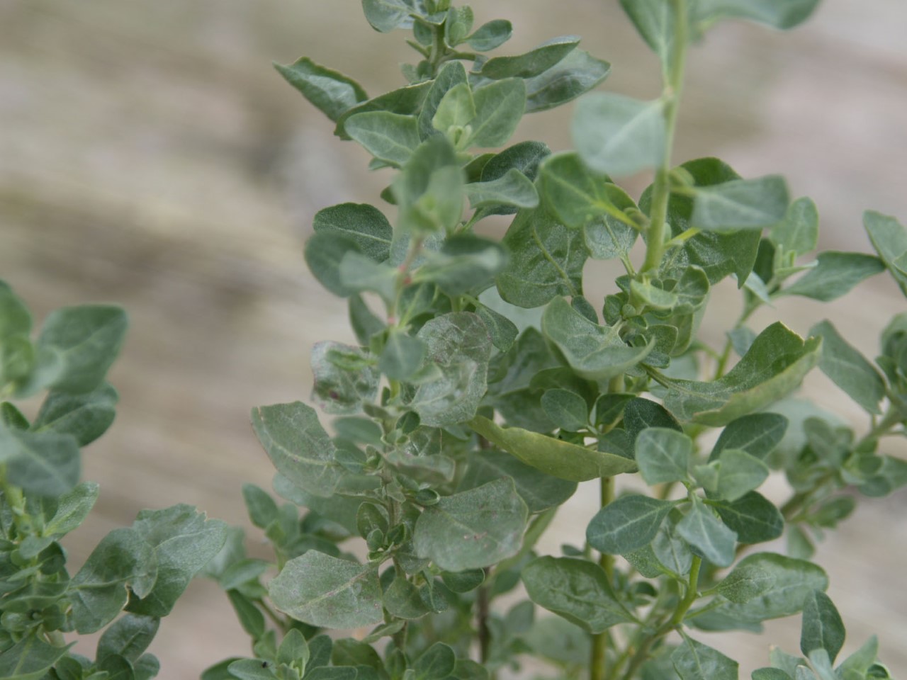 Atriplex halimus atriplex-halimus
