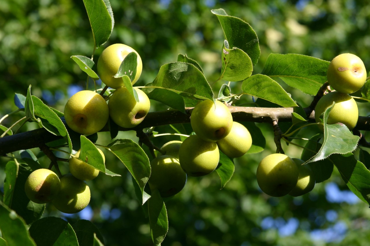 Pyrus pyrifolia 'Nijisseiki' : C5 : 60-100