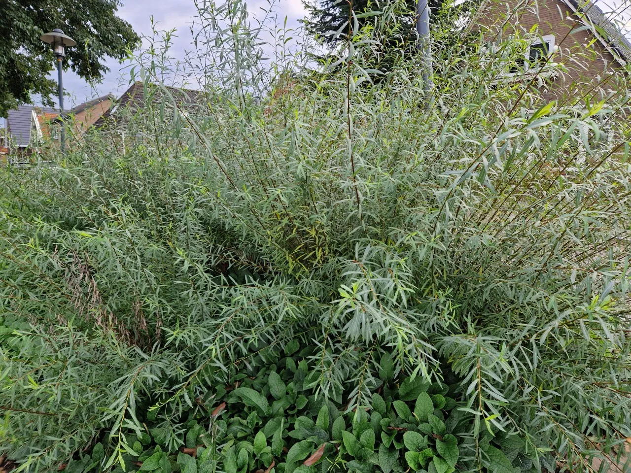 Salix purpurea autochtoon : W : 60-100