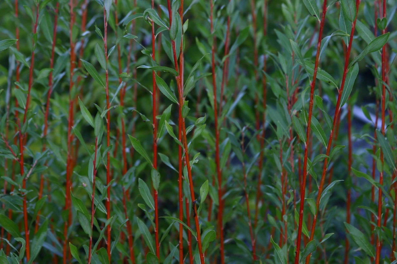 Salix alba 'Yelverton' : P11 : 30-60